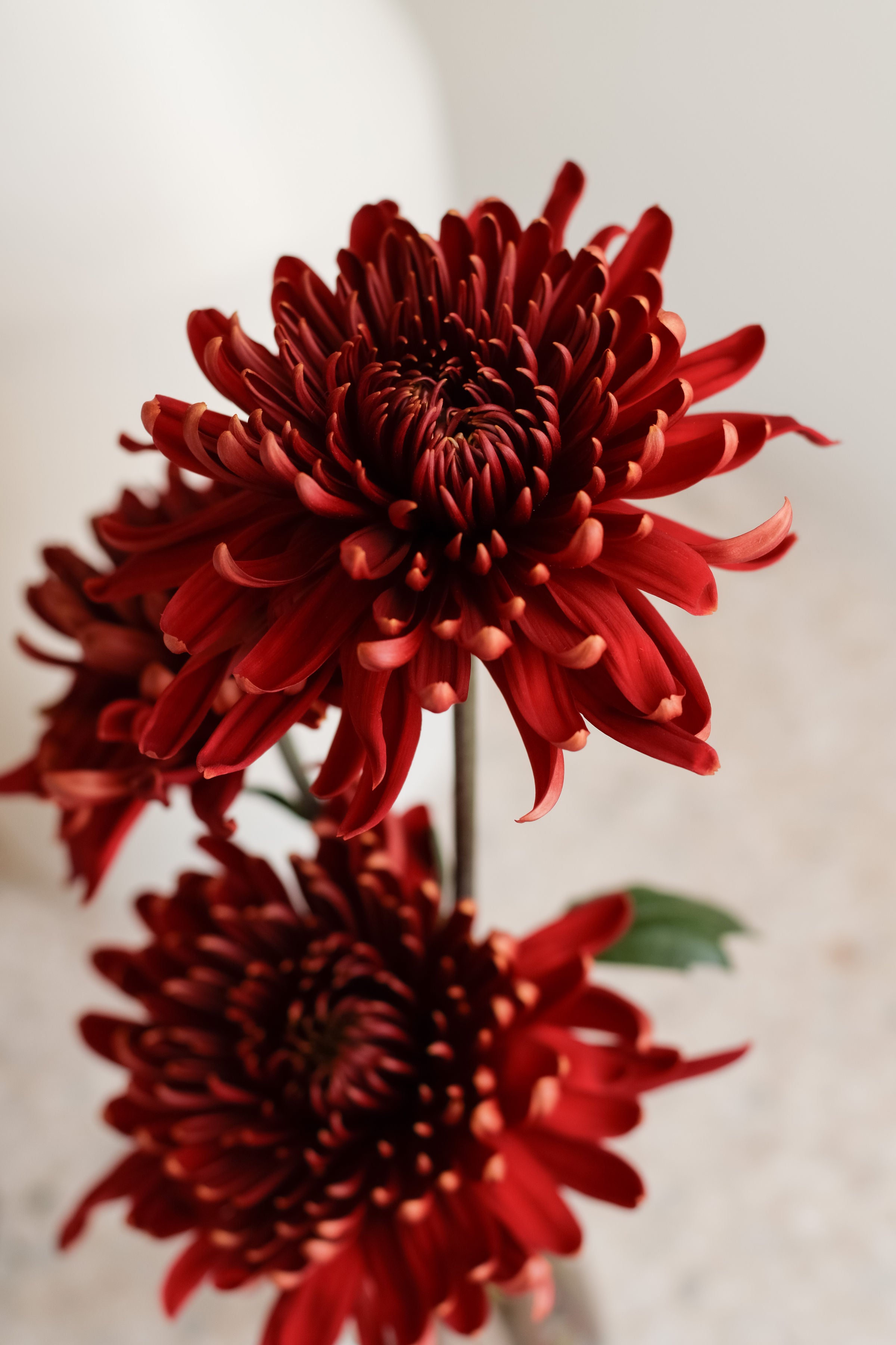 Soft & Romantic: Valentine's Day Gift Guide