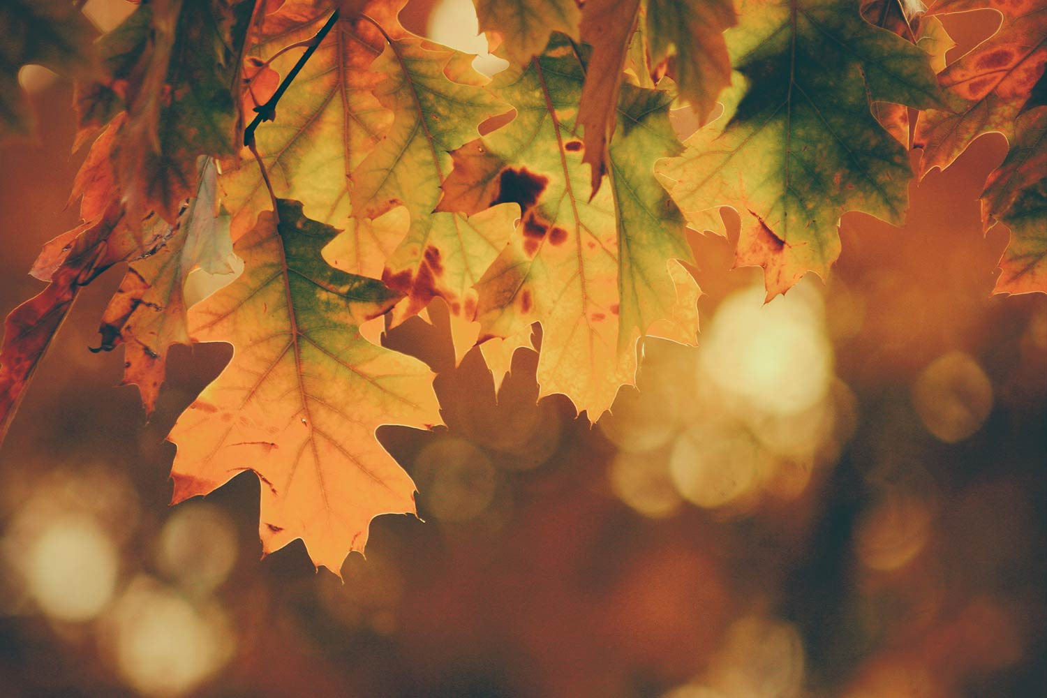 Autumn at Home