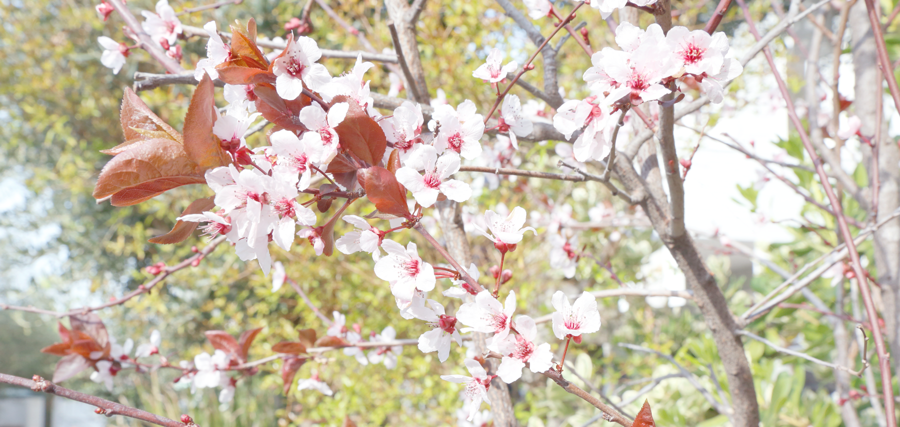 Spring at Home!-Pom Pom at Home